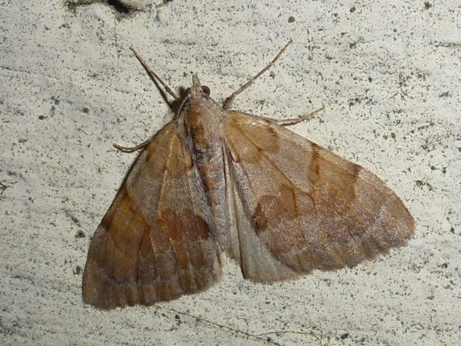 Thera firmata &copy; MAILLIER Sébastien