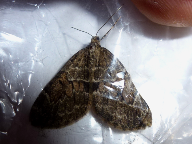 Thera variata &copy; MAILLIER Sébastien