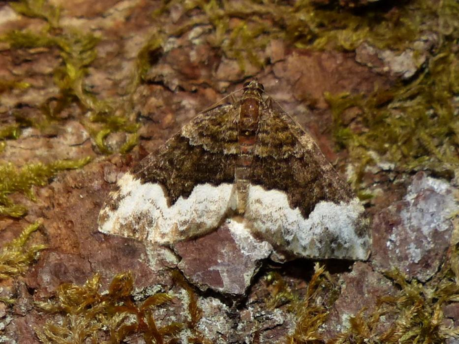 Euphyia biangulata &copy; DEROZIER Carole