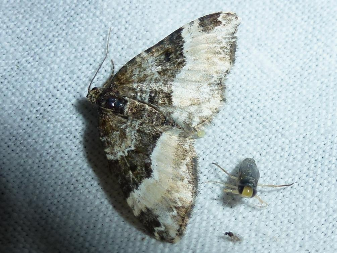 Euphyia unangulata &copy; MAILLIER Sébastien