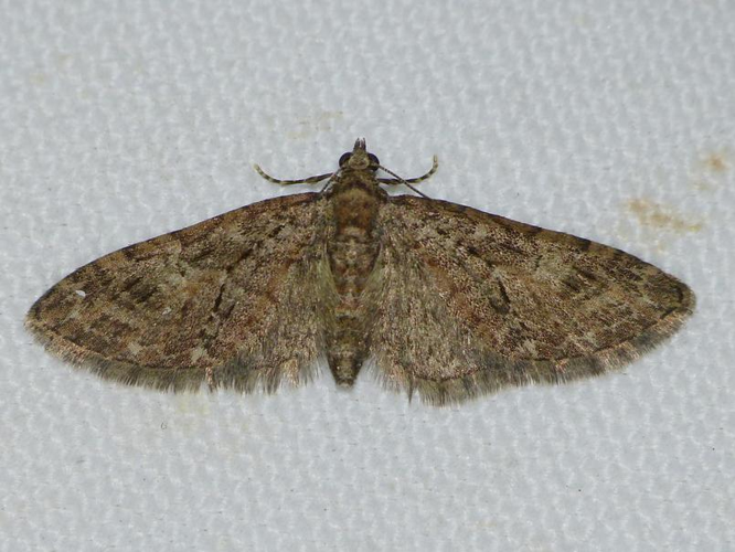 Eupithecia abbreviata &copy; BARBIER Simon