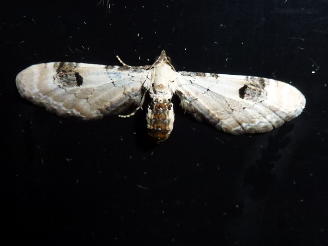 Eupithecia centaureata &copy; MAILLIER Sébastien