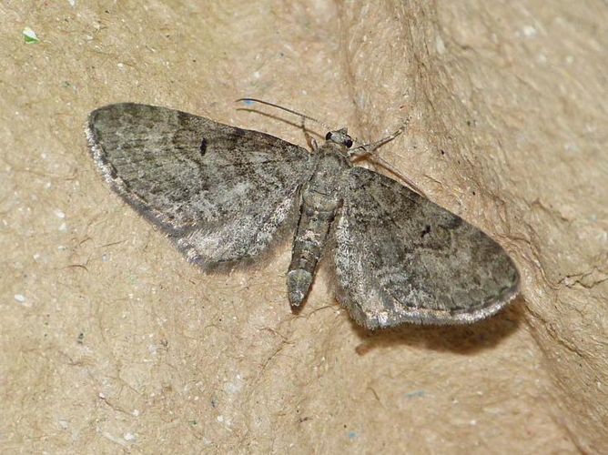 Eupithecia egenaria &copy; BARBIER Simon