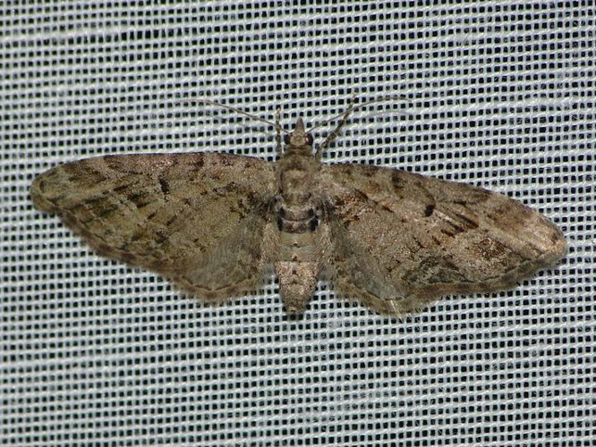 Eupithecia exiguata &copy; BARBIER Simon