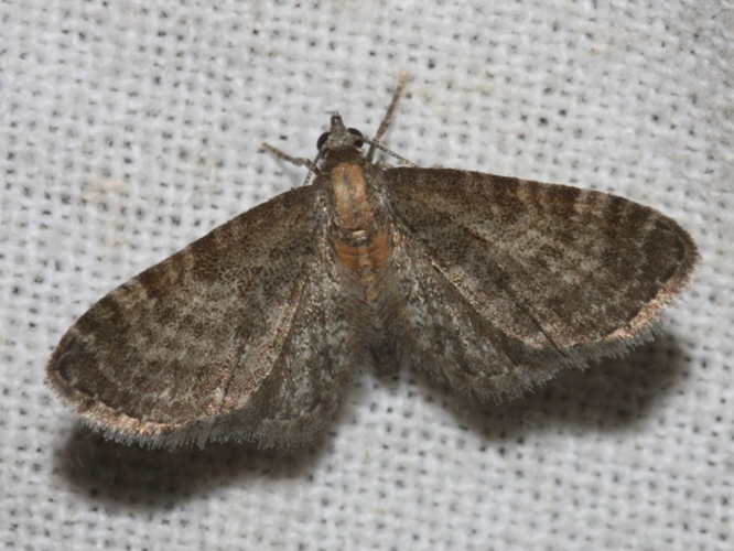 Eupithecia haworthiata &copy; DANTEN Benoit