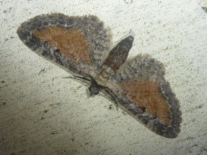 Eupithecia icterata &copy; MAILLIER Sébastien
