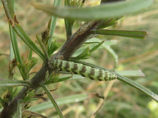 Eupithecia linariata &copy; MAILLIER Sébastien