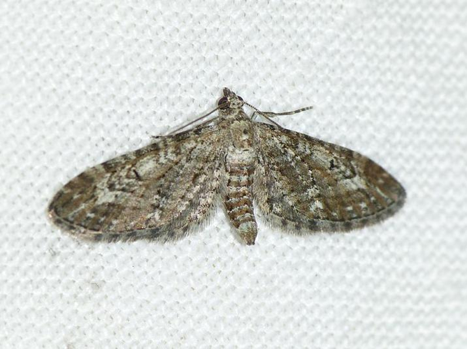 Eupithecia nanata &copy; BARBIER Simon