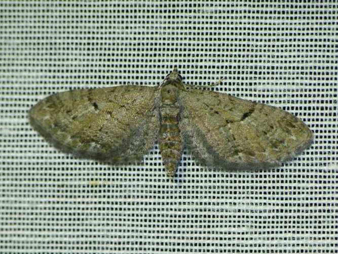 Eupithecia pusillata &copy; BARBIER Simon