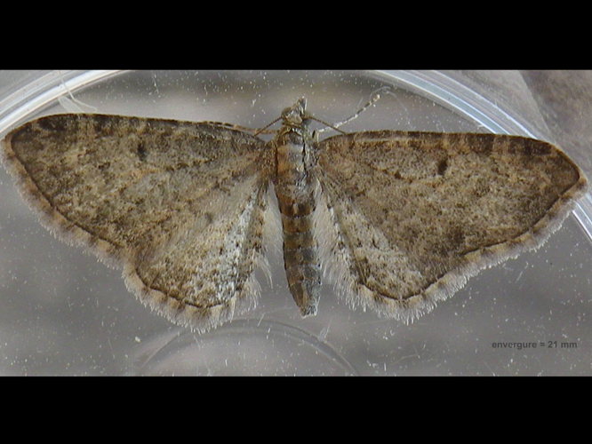 Eupithecia subfuscata &copy; HALLART Guénael