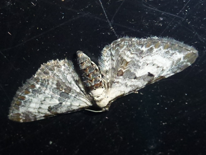 Eupithecia succenturiata &copy; MAILLIER Sébastien