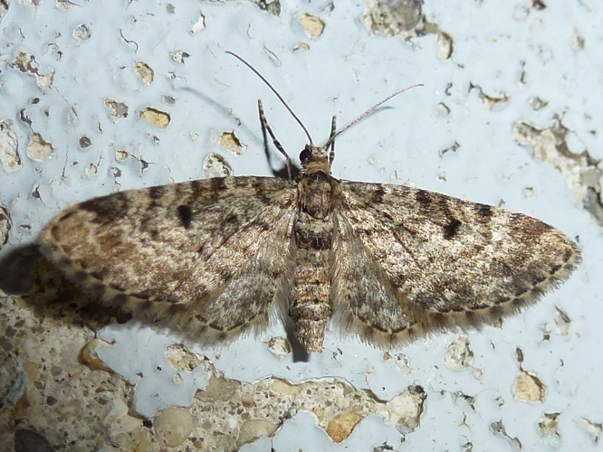 Eupithecia tantillaria &copy; MAILLIER Sébastien