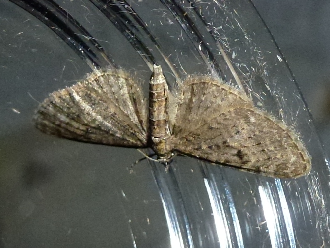 Eupithecia virgaureata &copy; MAILLIER Sébastien