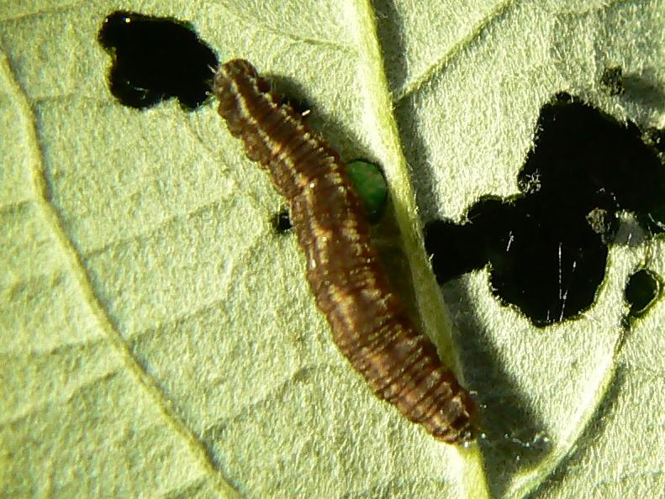 Gymnoscelis rufifasciata &copy; DEROZIER Carole