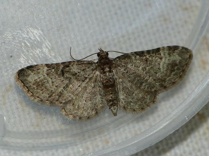 Pasiphila chloerata &copy; BARBIER Simon