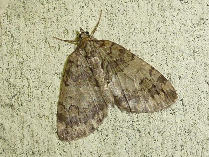 Hydriomena impluviata &copy; MAILLIER Sébastien