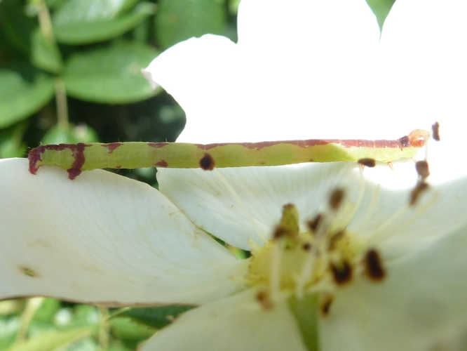 Anticlea derivata &copy; MAILLIER Sébastien