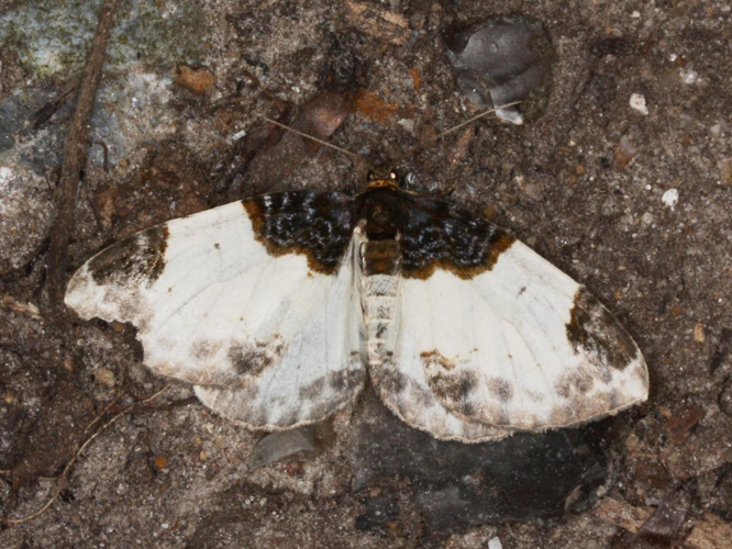 Mesoleuca albicillata &copy; LETHEVE Xavier