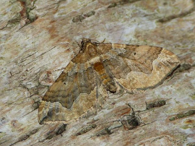 Pelurga comitata &copy; BARBIER Simon