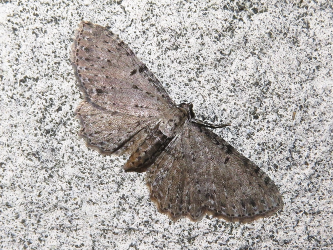 Anticollix sparsata &copy; MAILLIER Sébastien