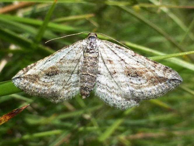 Horisme aquata &copy; LETHEVE Xavier