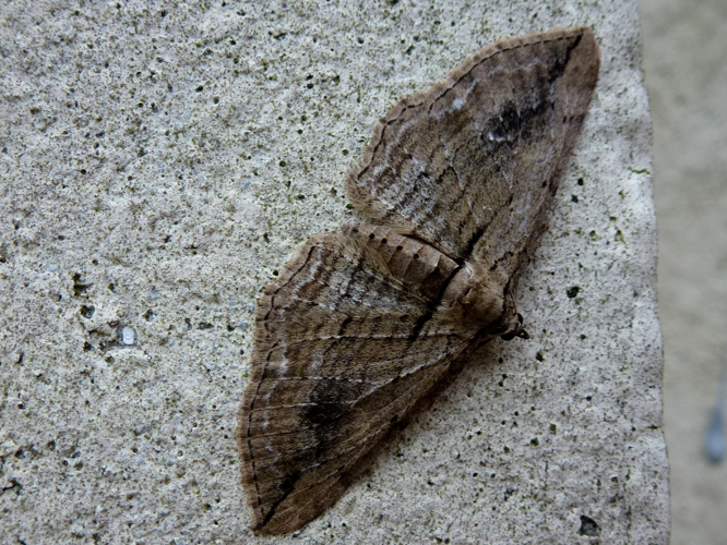 Horisme tersata &copy; MAILLIER Sébastien