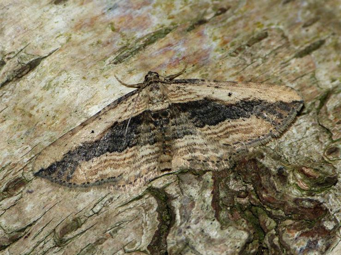 Horisme vitalbata &copy; BARBIER Simon