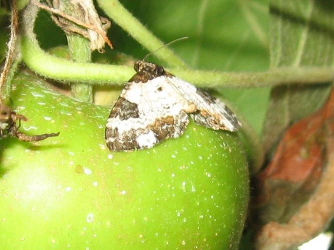 Melanthia procellata &copy; LETHEVE Xavier