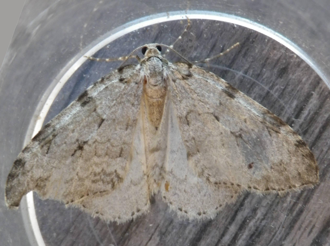 Epirrita christyi &copy; HALLART Guénael