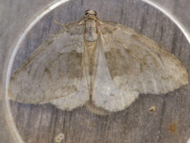 Epirrita dilutata &copy; HALLART Guénael