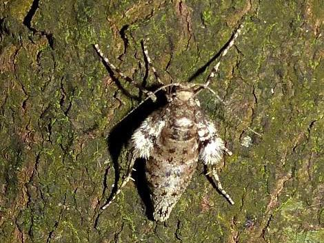 Operophtera fagata &copy; DEROZIER Carole