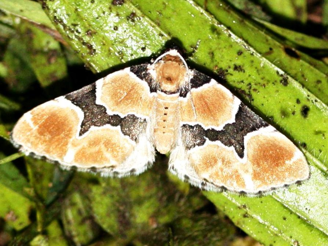 Gagitodes sagittata &copy; LETHEVE Xavier