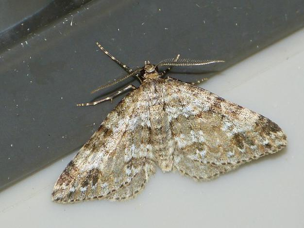 Mesotype didymata &copy; BARBIER Simon