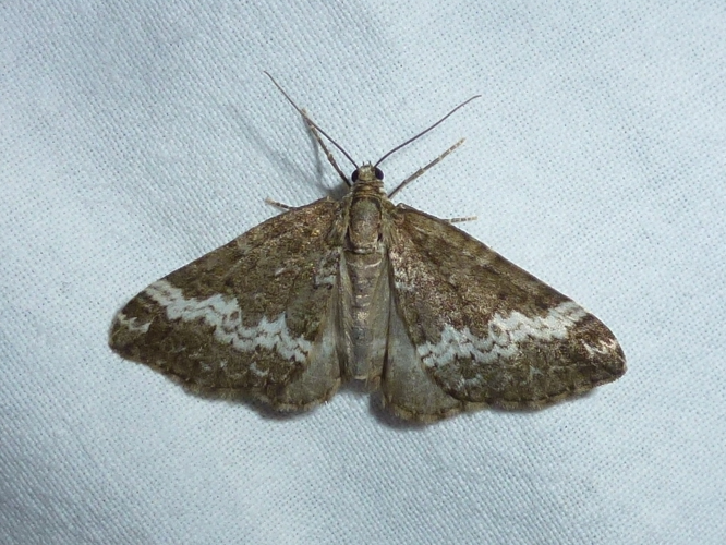 Perizoma affinitata &copy; MAILLIER Sébastien