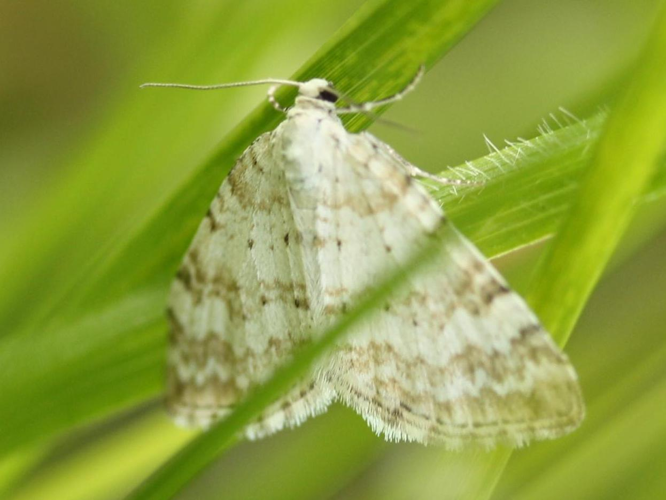 Perizoma albulata &copy; LETHEVE Xavier