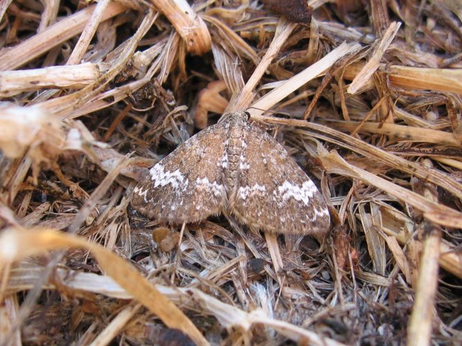 Perizoma alchemillata &copy; LETHEVE Xavier