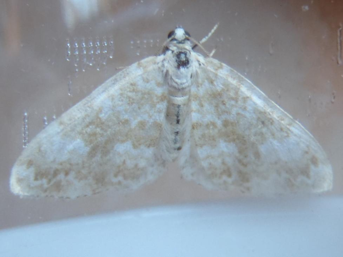 Perizoma flavofasciata &copy; HALLART Guénael