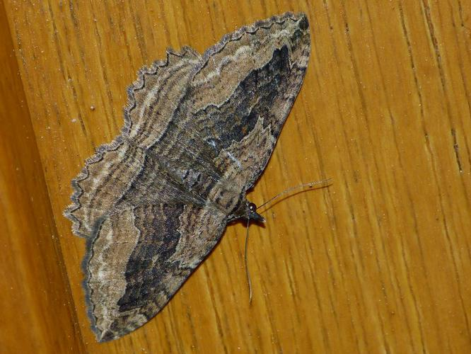 Philereme transversata &copy; BARBIER Simon