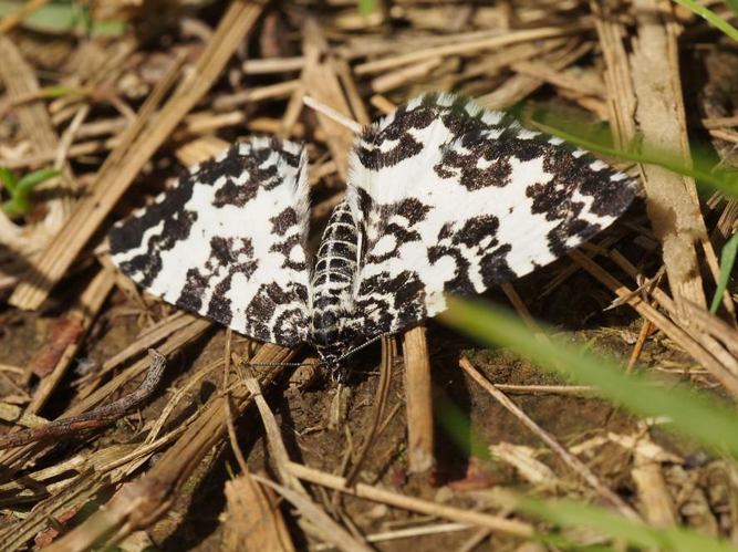 Rheumaptera hastata &copy; PLATEAUX Luc