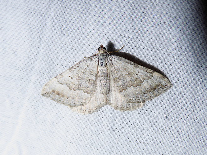 Scotopteryx bipunctaria &copy; DAUMAL Thibaud