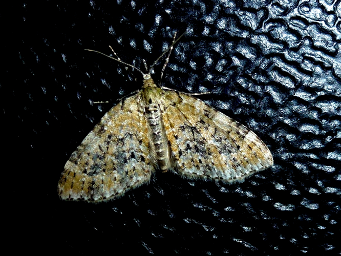 Acasis viretata &copy; MAILLIER Sébastien