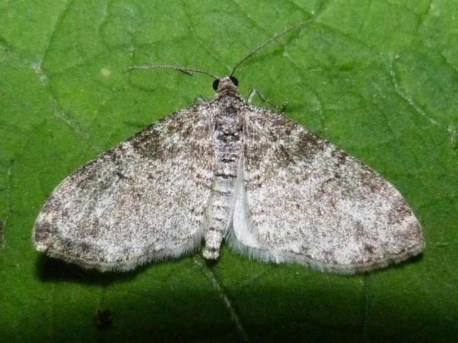 Lobophora halterata &copy; ADAM David