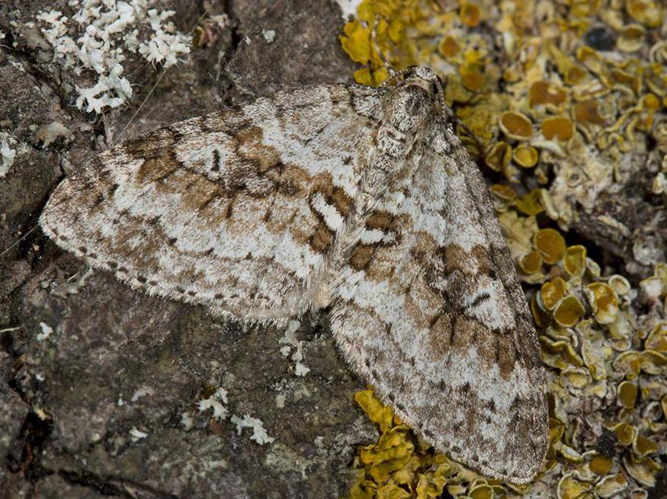 Nothocasis sertata &copy; VAN ALPHEN Jacques