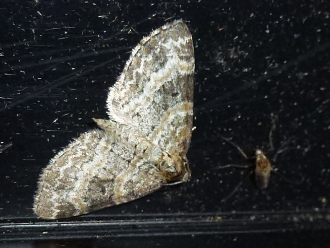 Pterapherapteryx sexalata &copy; MAILLIER Sébastien