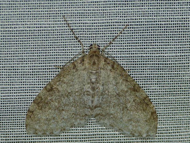 Trichopteryx carpinata © BARBIER Simon