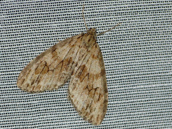 Trichopteryx polycommata &copy; BARBIER Simon