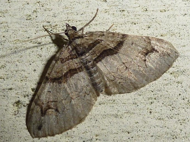 Pareulype berberata &copy; MAILLIER Sébastien