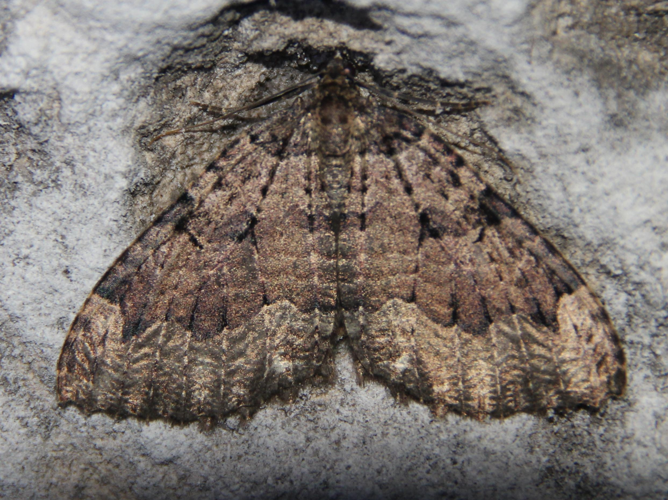 Triphosa dubitata &copy; COLINDRE Laurent