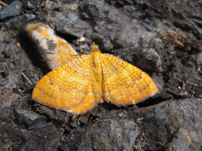 Camptogramma bilineata &copy; DUTOUR Lucie