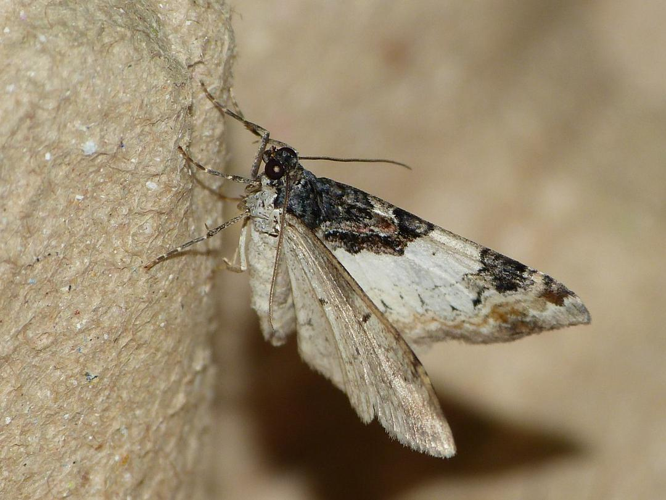 Catarhoe cuculata © BARBIER Simon